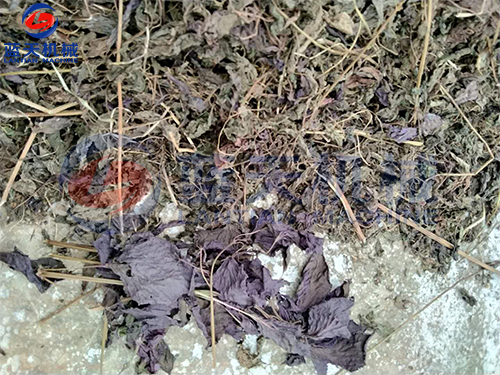 湖北紫蘇藥材烘干機烘干現(xiàn)場